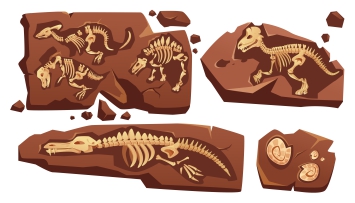 Fossile de dinosaures 