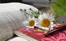 Des marguerites posées sur une pile de livres, pour évoquer le printemps