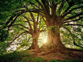 deux grands arbres sous le soleil